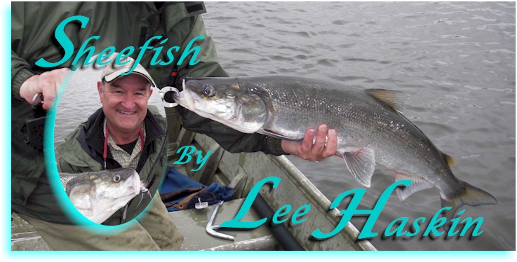 Sheefish by Lee Haskin  Dan Blanton » Fly Fishing Resources