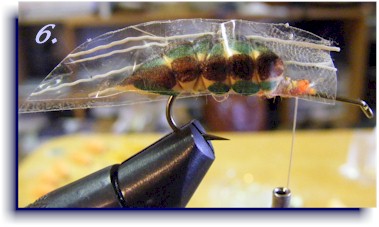 How to tie a foam CICADA pattern  In this episode we learn how to tie a  foam CICADA fly. It's a great fly pattern for summer in New Zealand when the