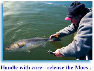 Underwater Striper Action At San Luis Reservoir Using The Atlas Rig Cam 